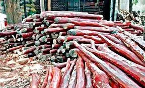 Task Force Cracks Whip on Red Sanders Smugglers; 20 Arrested