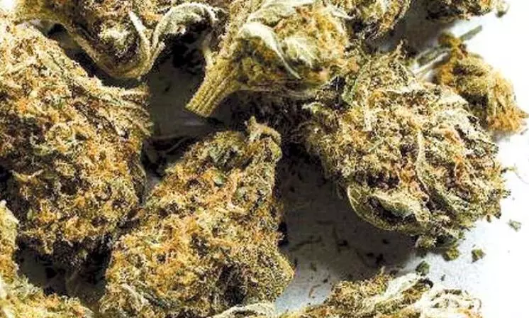 Vijayawada:Ganja Worth Rs 30K Seized, One Held