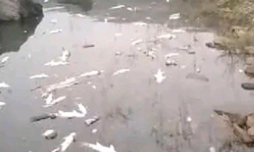 Fish, Pigs Die Due to Water Contamination at Srisailam Dam