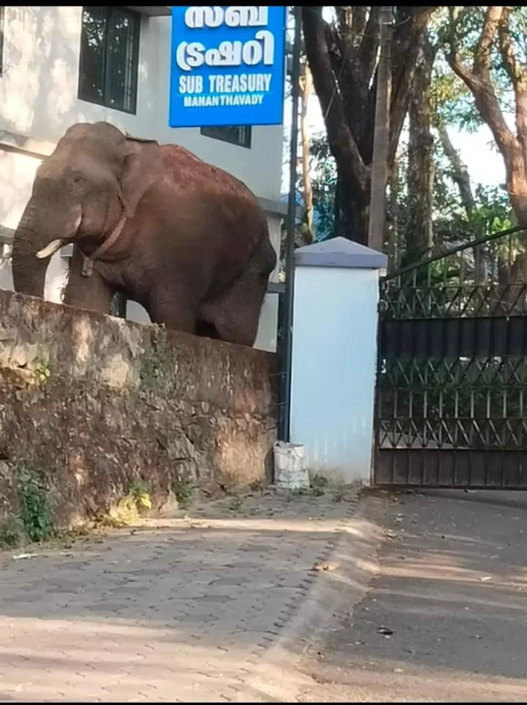 Jumbo captured and shifted from Kerala dies in Karnataka