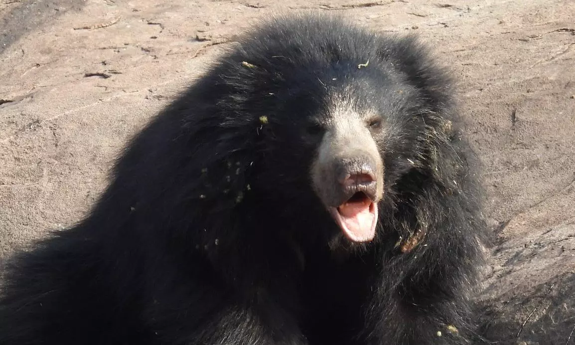 Sloth Bear Stays into Manakondur, Rescued by Foresters