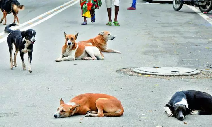 Telangana: Stray Dogs Eat Septuagenarian Mother After Killing Her