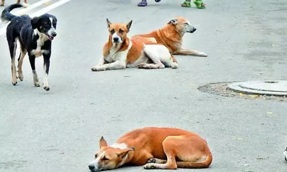 GMC tackles stray dog population with vaccination, sterilisation in Guntur