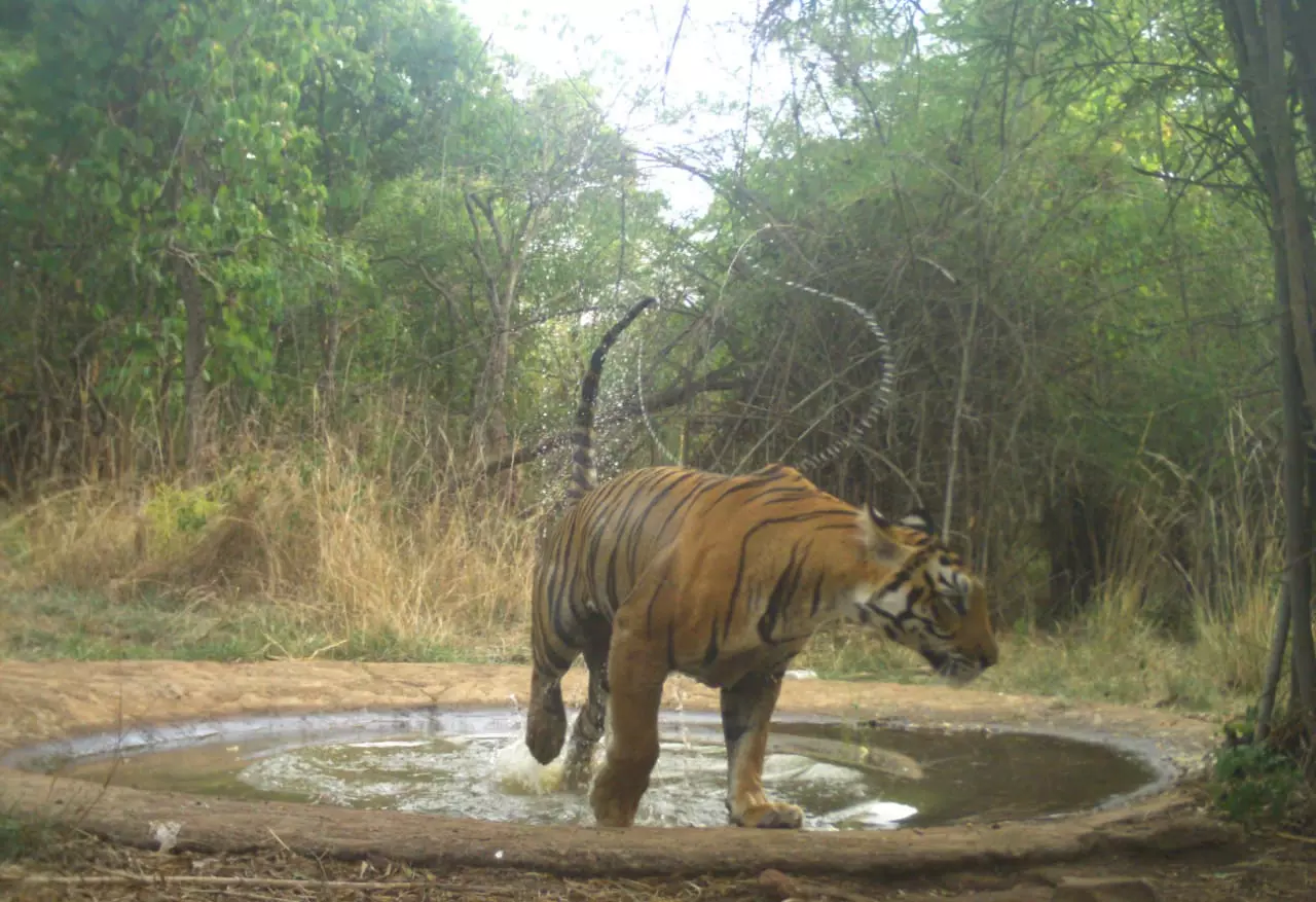 Amrabad Tiger Reserve to Get AI-Powered Electronic Eyes to Keep Watch