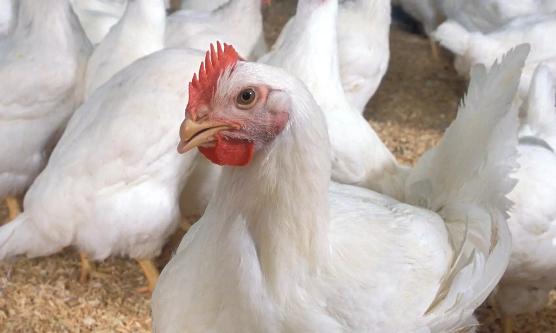 Chicken prices plummet during Karthika Maasam