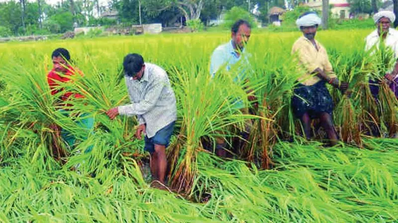 Rains Bring Relief to Warangal and Karimnagar Farmers