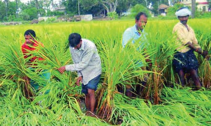 Hyderabad: Women Drive Savings in Farmer Families: Survey