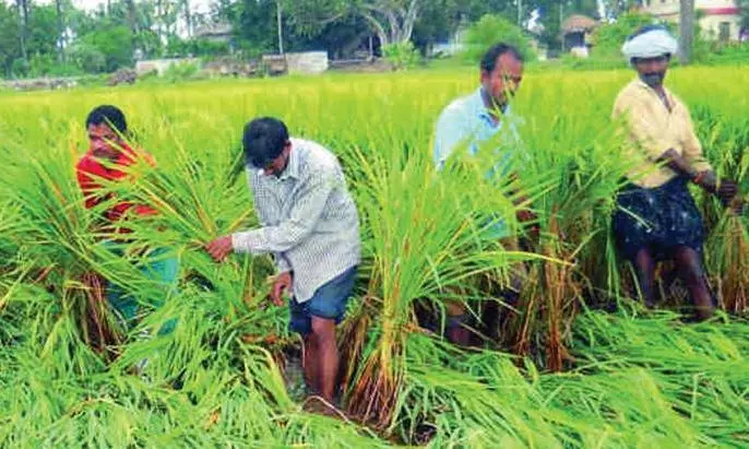 Flood-Hit Farmers Sowing Chana, Redgram Afresh