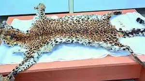 Seized Leopard Skin is from Odisha