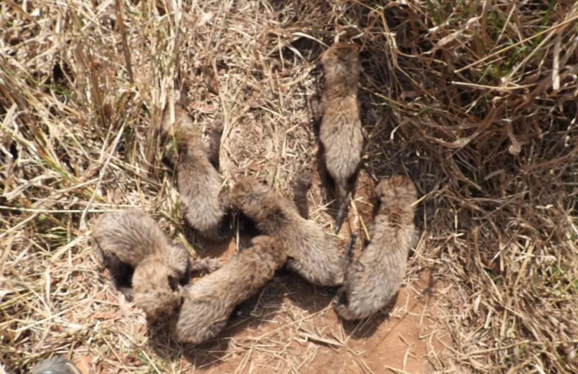 Kuno Cheetah’s 6th Cub Spotted Taking Feline Population In Park To 27