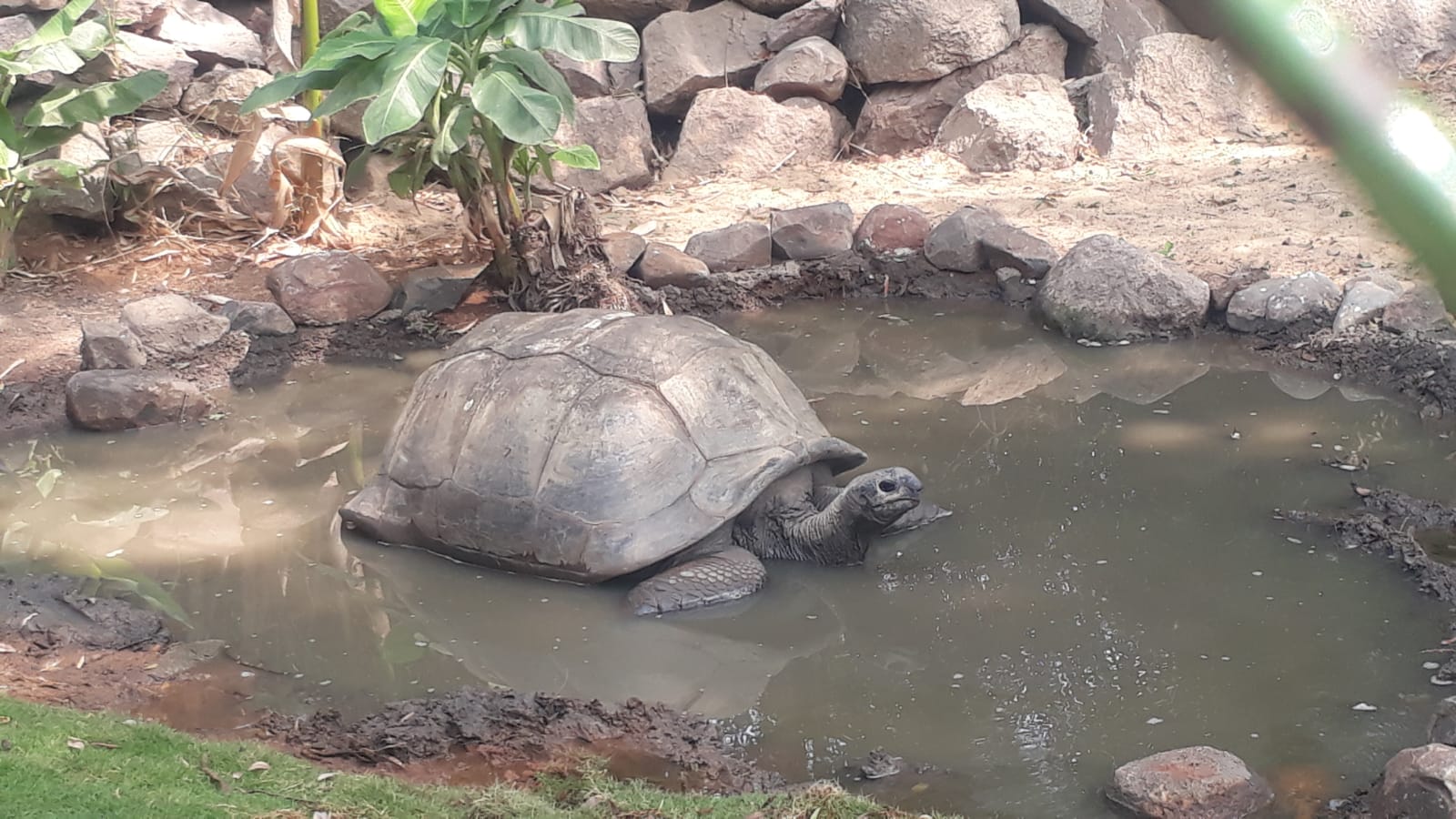 Giant Tortoise Shell to Find Home in Zoo's Natural History Museum