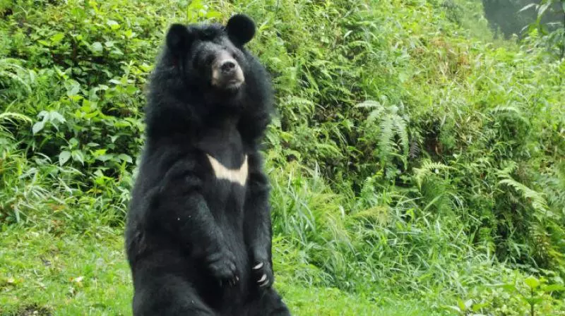 Bear Pounces on Man in Nallamala