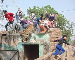 Leopard Enters Residential Area In Delhis Wazirabad, Injures Three People