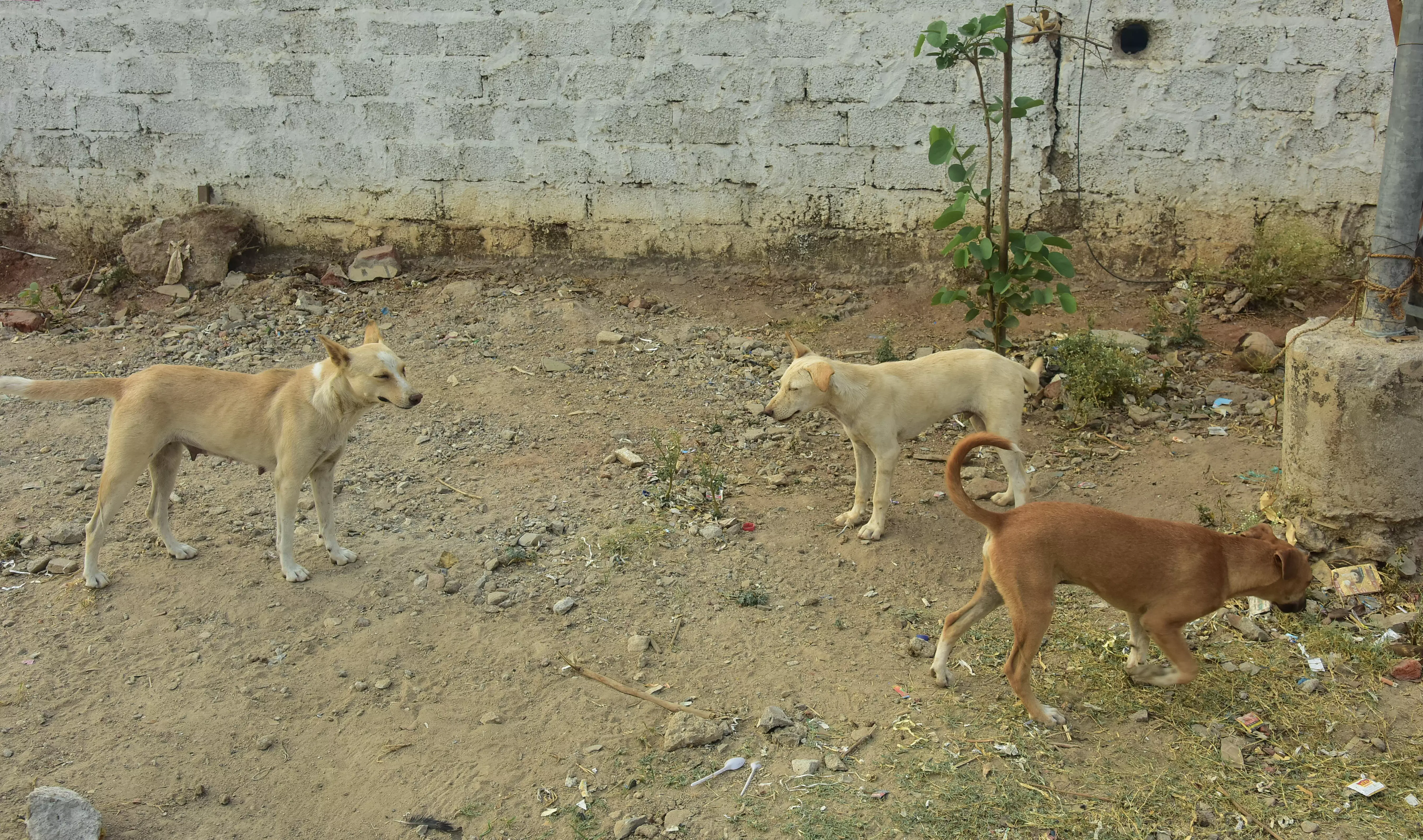 All-Round Concern As Cases of Attacks by Stray Dogs Rise in Hyderabad City