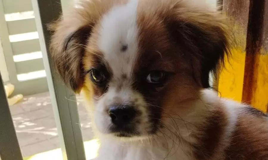 Hyderabad Resident Loses Precious Shih Tzu Puppy to Burglars