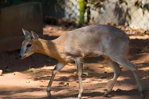 Vizag Zoo welcomes new inmates from Alipore