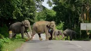 Andhra Pradesh: Elephants trample 74 year old farmer to death