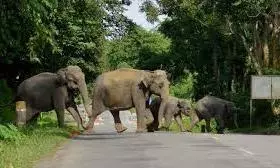 Action plan for TG forests to tackle wild elephants menace