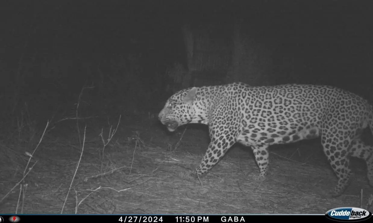 Leopard Sighting Near Tirumala Temple Sparks Concern Among Devotees