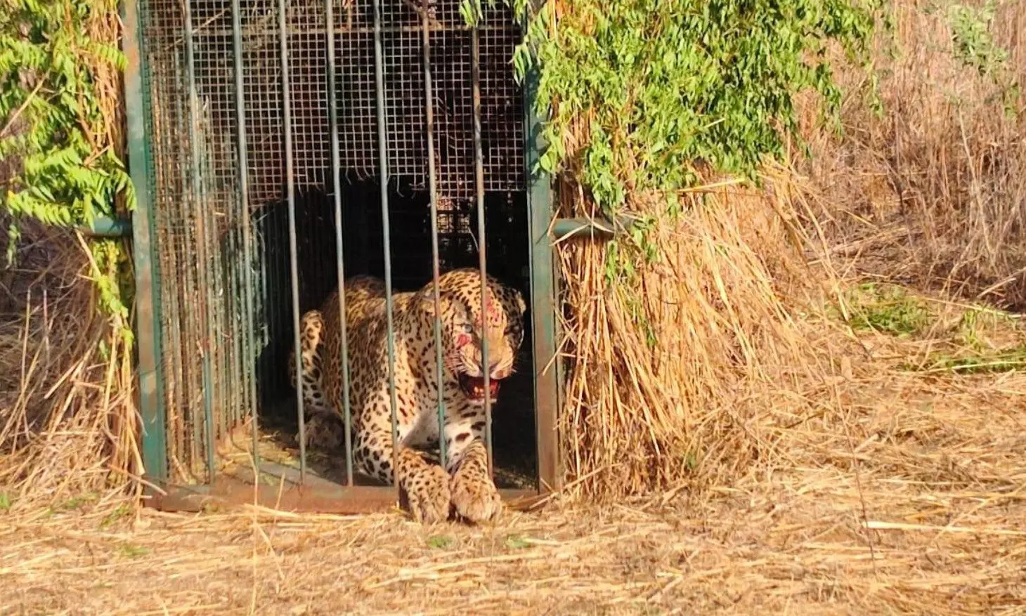 Leopard scare at RGIA ends after officials catch wild cat