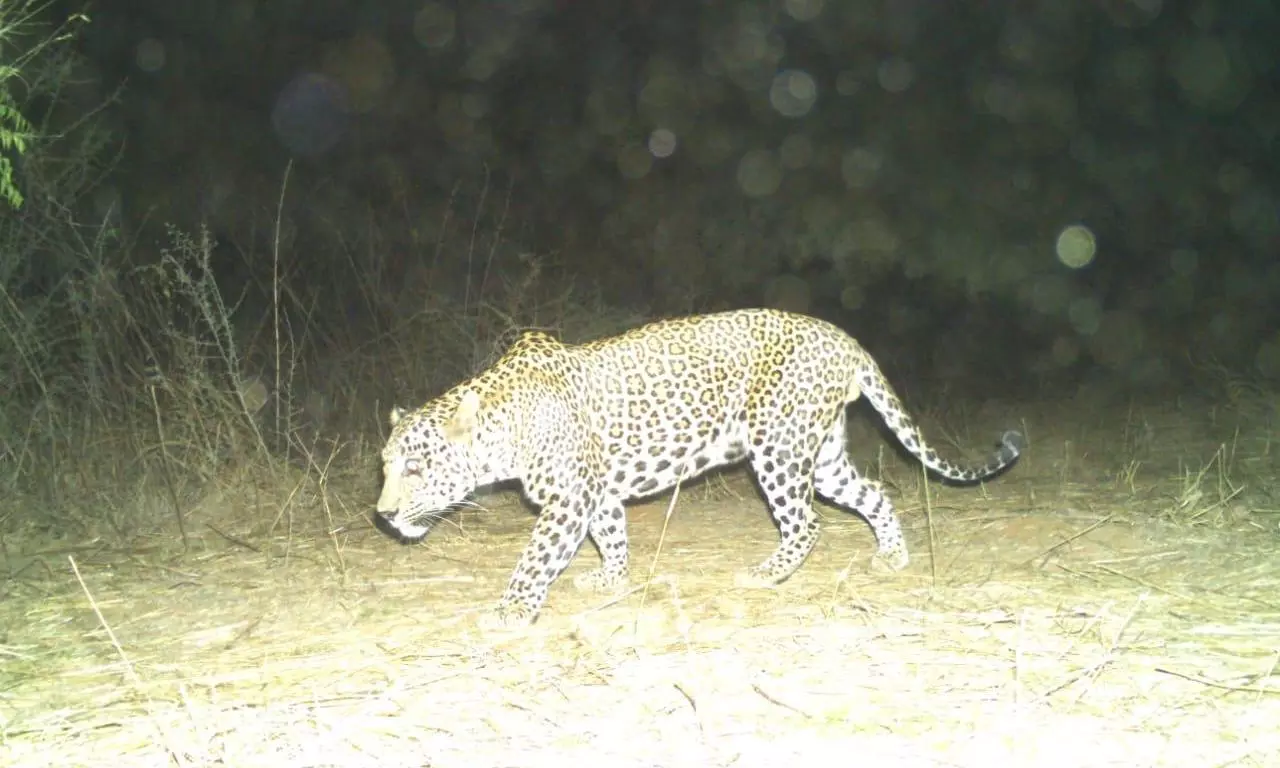 Leopard caught, shifted to Nehro zoo