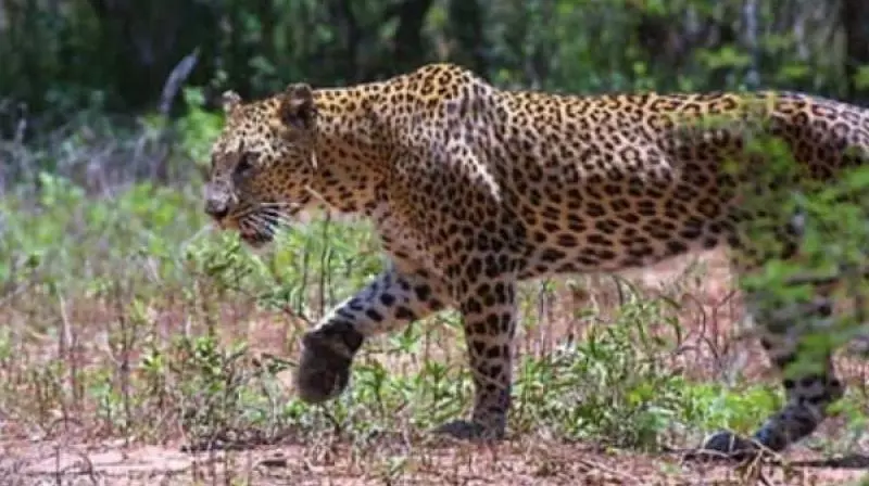 Leopard Spotted on Tirumalas Second Ghat Road