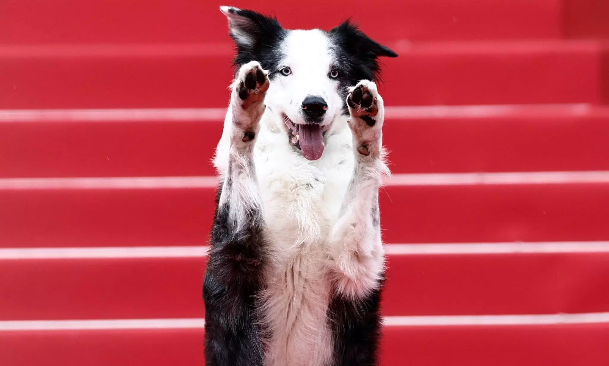 Canine Charisma: Messi, the Four-Legged Star, Steals the Show at Cannes 2024