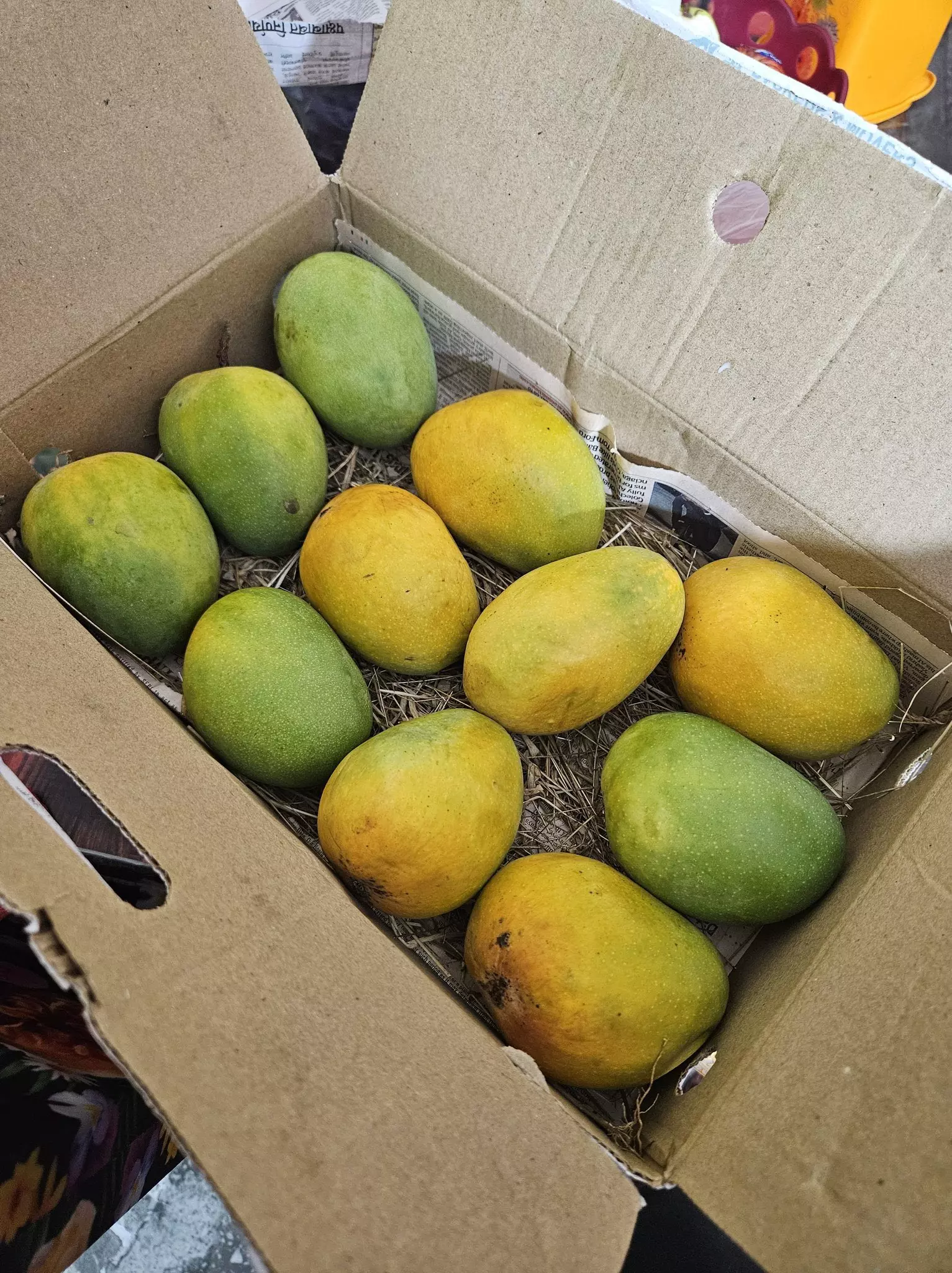 Farmers distressed as trade syndicates push down mango prices in Tirupati