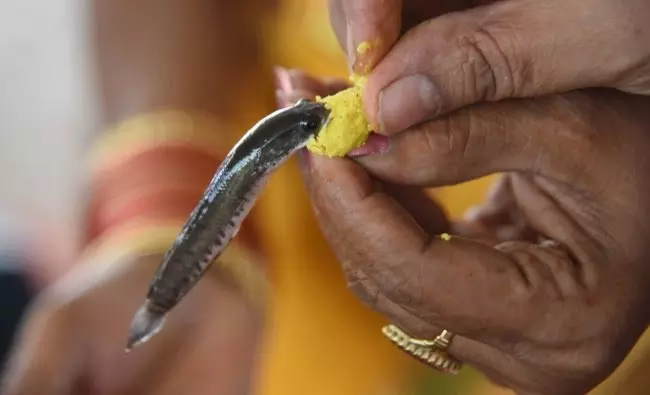 Hyderabad: Fish Prasadam To Be Given on June 8