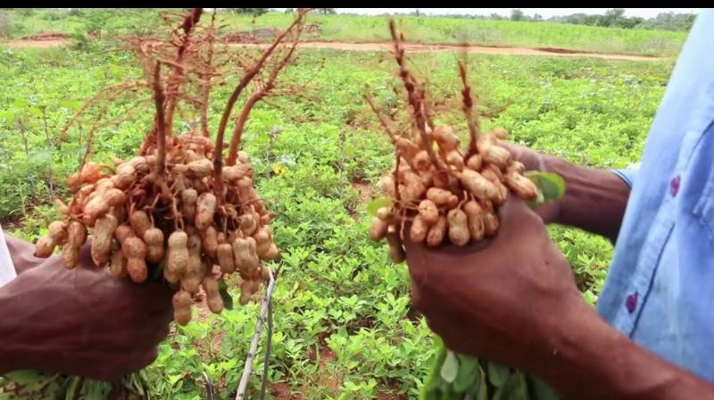 Groundnut seed distribution in Anantapur district from May 24