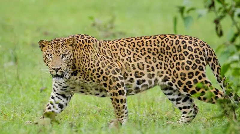 Leopard sightings spark fear in Srisailam