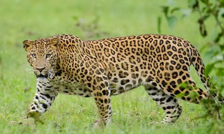 AP: People worried over leopard prowling Mahanandi