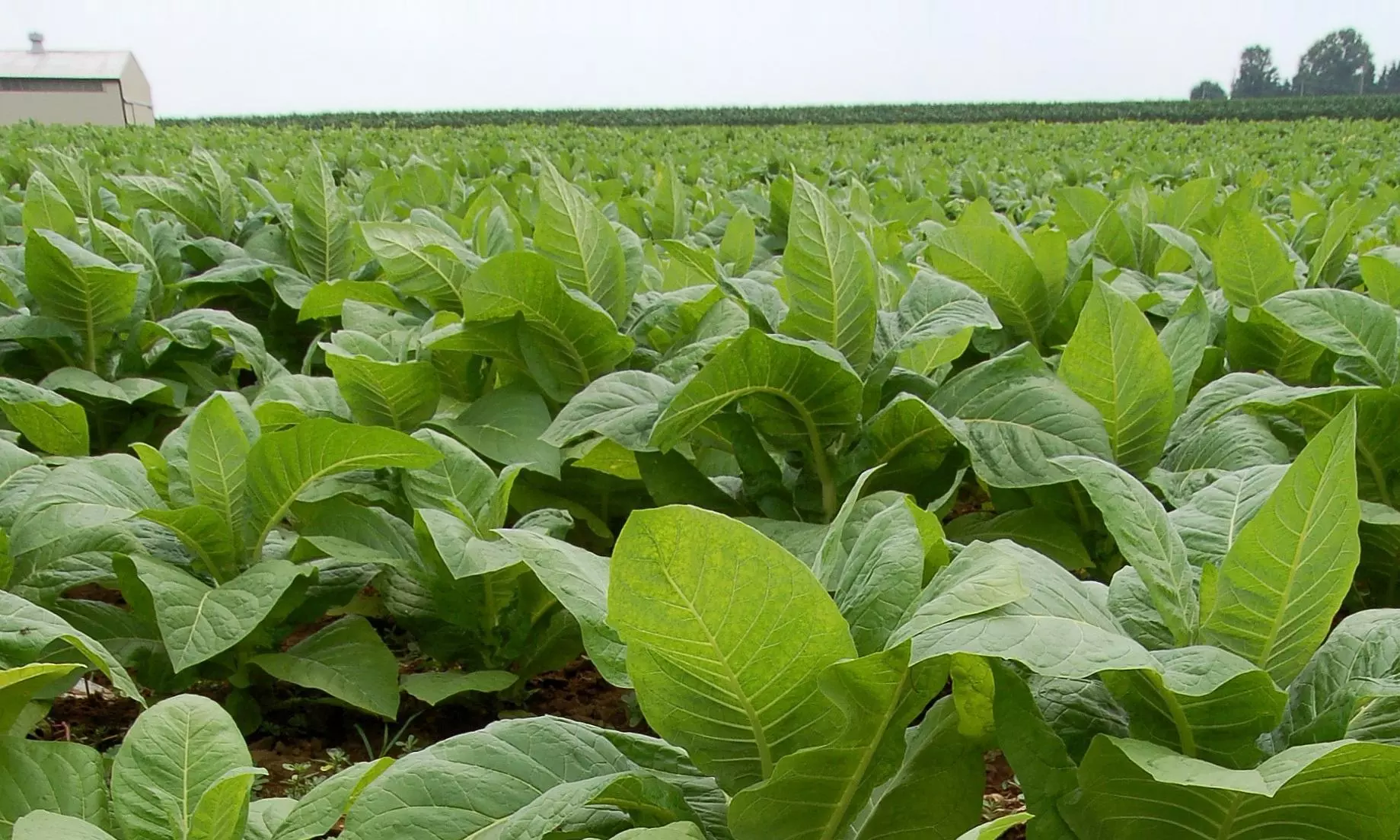 Andhra Pradesh: Tobacco Seedling Costs Surge Amid Expanding Cultivation