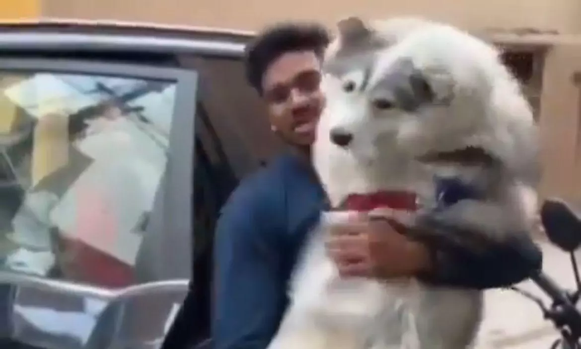 Injured Husky Blue  returns home, Hyderabad Pet Owners,Call Out Animal Cruelty