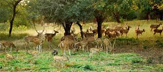 Oh deer! 80 hectares of Murgavani Park vanish