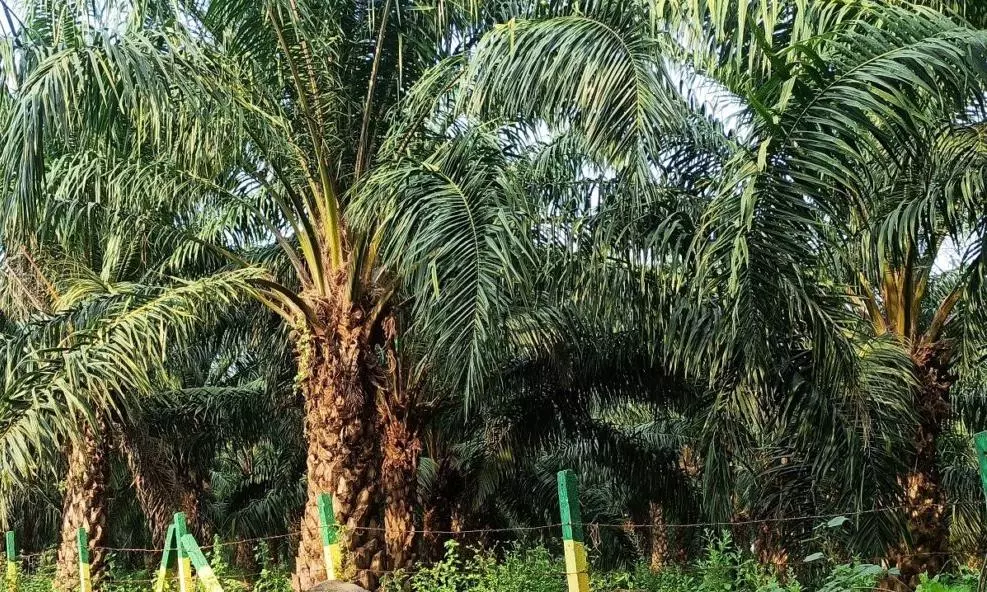 Oil Palm in Forests is Ill-advised: Praveen Bhargav