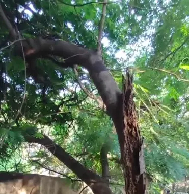 Weather-hit tree on NIMS campus triggers panic