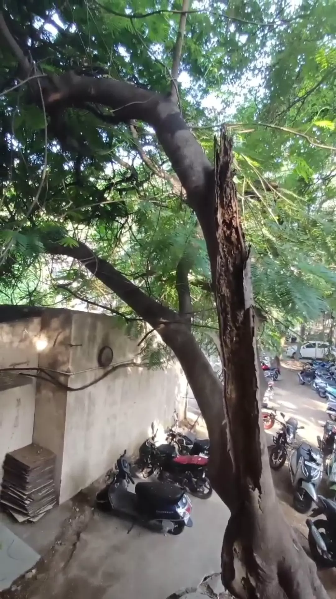 GHMC flooded with complaints about uprooted trees