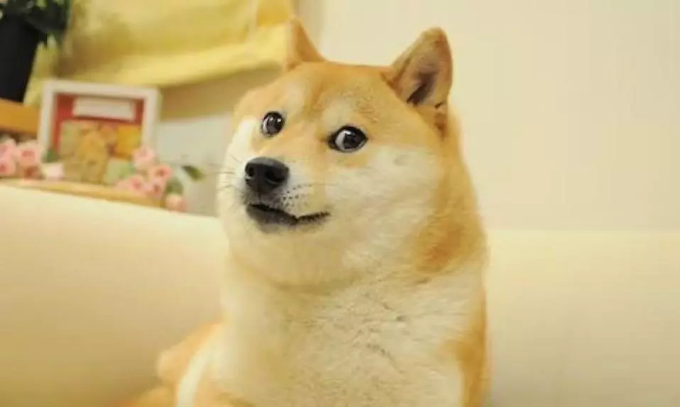 Kabosu, The Face of Doge Meme, Dies
