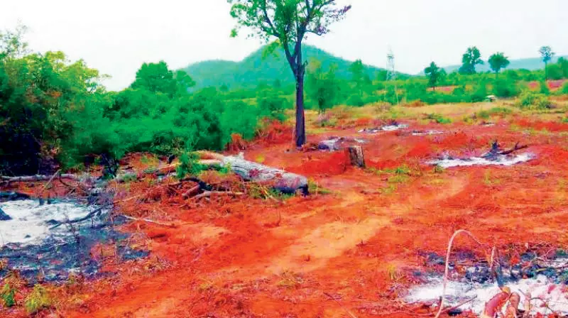 Adilabad: Forest staff, farmers again clash over podu lands