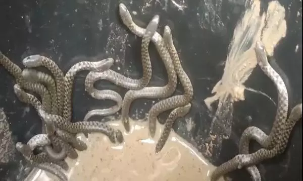 At least 30 Snakes Crawl Out of a House in Assam