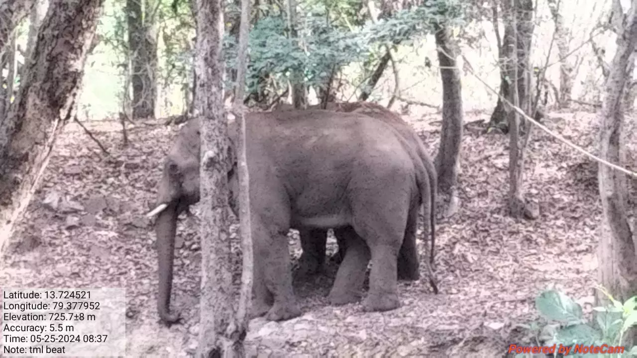 90-110 resident jumbos in Chittoor forests