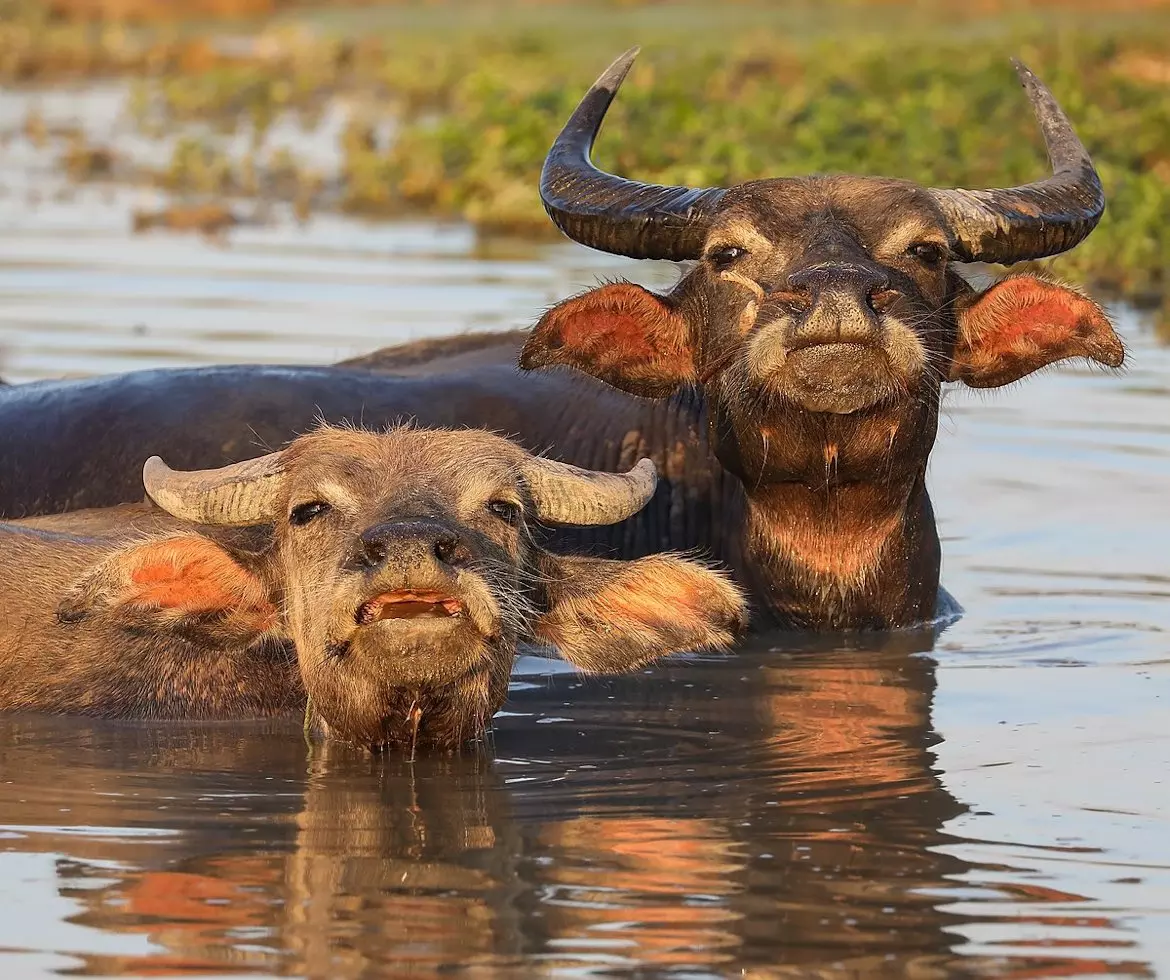 16 Oxen Found Dead in Container in Suryapet