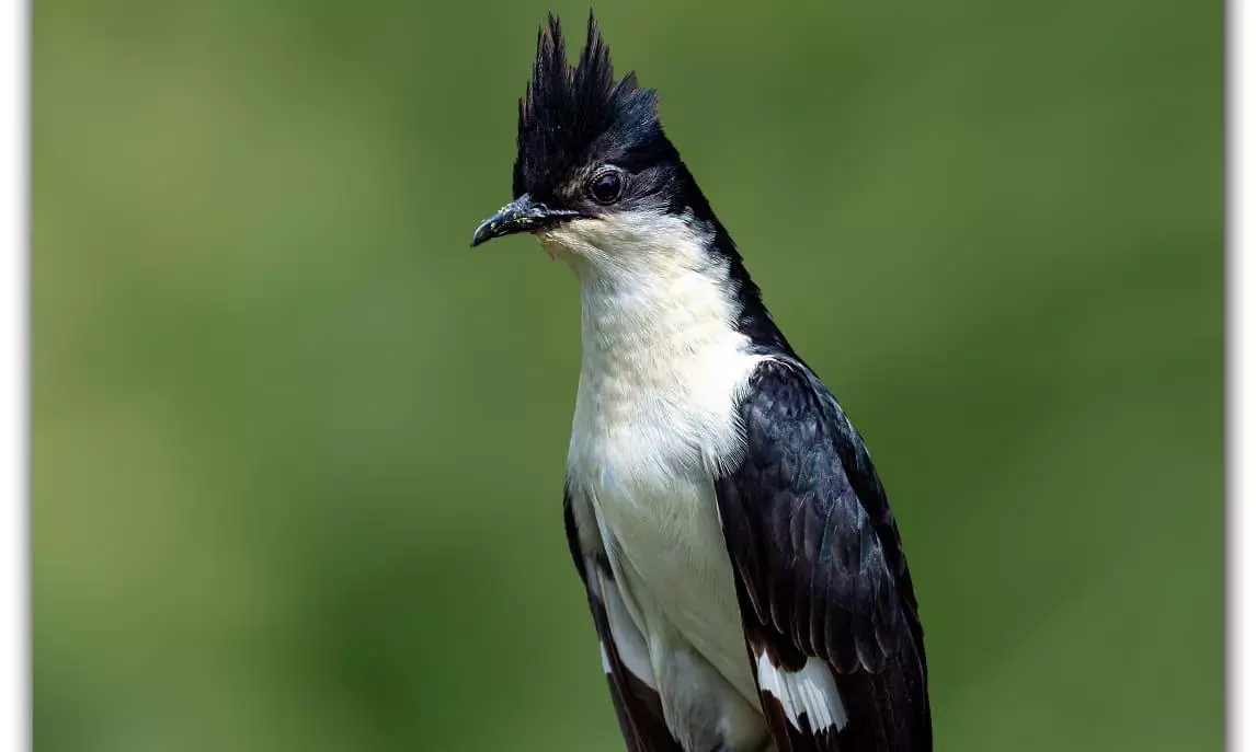 Telangana: Monsoon Bird Spotted, Rains on Their Way