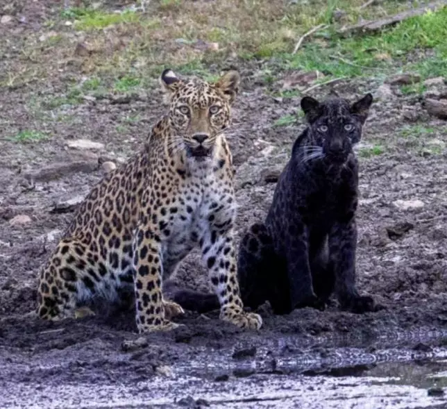 MP: In rare sight, black panther cub seen with leopard mother in MP forest