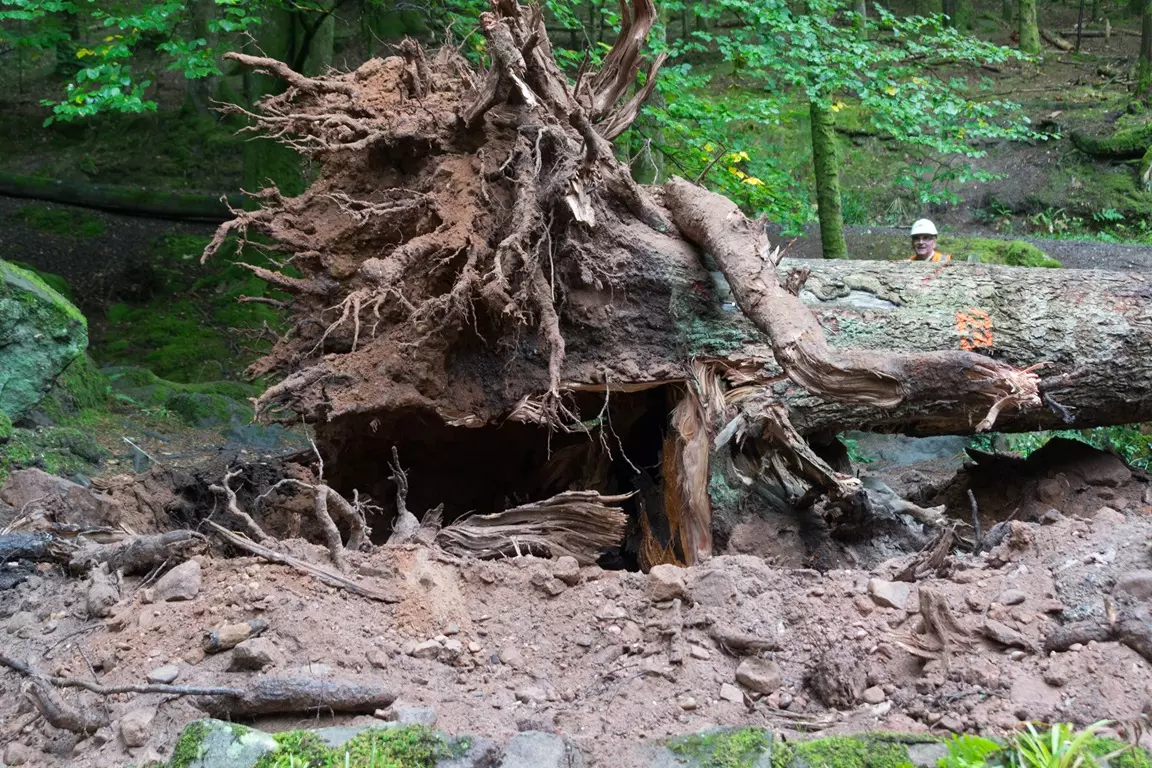 Hyderabad: Showroom Fined Rs 53K for Illegal Tree Felling