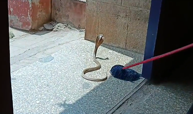 Snake menace at Osmania leaves students worried