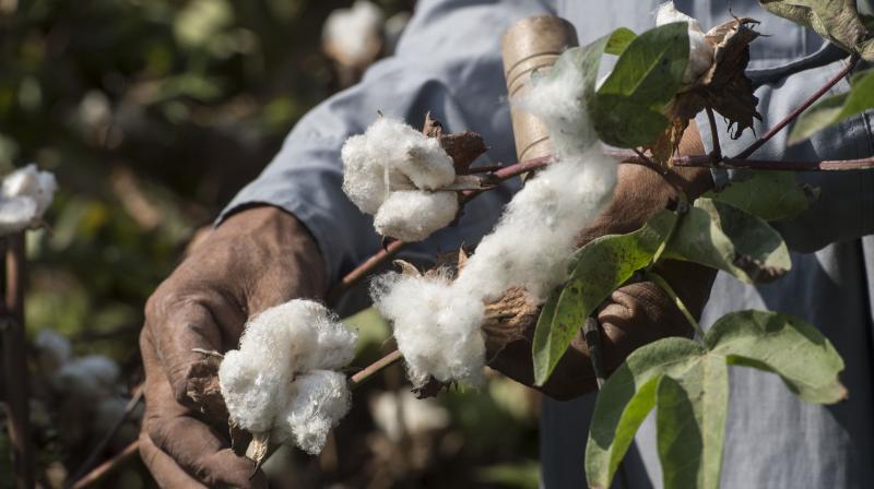 Maharashtra Congress Demands Ban on Cotton Imports Ahead of Maharashtra Elections