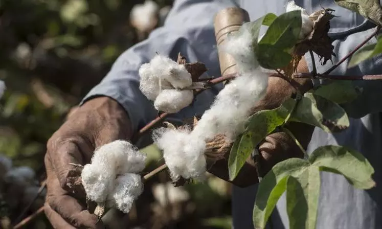 Adilabad farmers expect bumper cotton crops despite floods