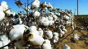 Areas of Kharif cotton in Adilabad dist to rise